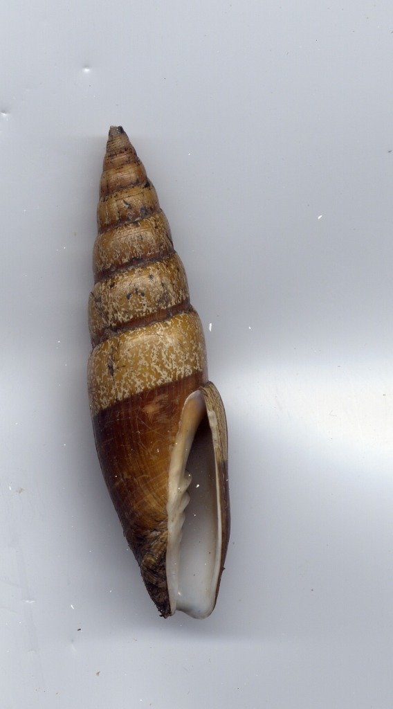 Mitra zonata